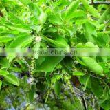 Terminilia Chebula thumbnail-3