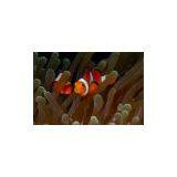 Indonesia Marine Ornamental Fish thumbnail-1