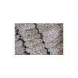 Normal White Fresh Garlic thumbnail-3