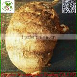 2015 China Fresh taro wholesale export