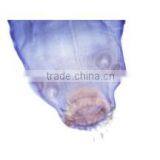 Parasitology Slides, Human Parasitolgy Slides , Biology Parasitolgy Slides thumbnail-2