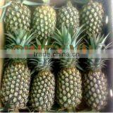 Fresh Pineapple 2015 VN thumbnail-1