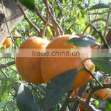 Mandarin, Special Offer for Russian Buyers