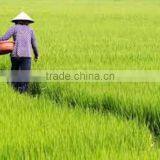 LONG WHITE RICE 100% BROKEN - GOOD FOR HEALTH thumbnail-5