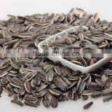 China New Crop Sunflower Seed for Export thumbnail-5