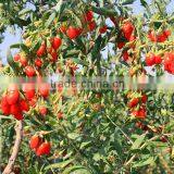 Certificate Organic Goji Berries Wholesale thumbnail-4