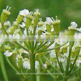 Caraway Oil thumbnail-1