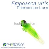 Pheromone Lure for Empoasca vitis, The Smaller Green Leafhopper pheromone attractant