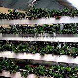 Hydroponic Gully for Large Crops Food Grade
