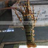 Aquaculture Equipment China Suplier