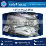 A Grade Good Taste Canned Indian Mackerel Fish Supplier thumbnail-6