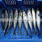 BQF Mackerel Fish thumbnail-1