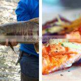 Chum Salmon thumbnail-1