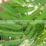 TOUCH-SHY PLANT thumbnail-1