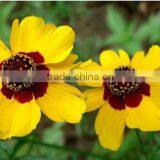 Sanvitalia ,Coreopsis , Flower Seeds , Herb Seed,vegetalbe Seed,fruit Seed,grass Seed thumbnail-2