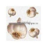 Fresh White Garlic thumbnail-1