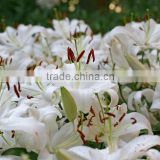 fresh white lilies