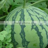 watermelon seedling