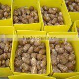 Taro,Eddoes thumbnail-4