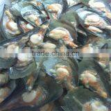 Frozen Fresh Mussel Price thumbnail-1