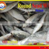 FROZEN ROUND SCAD WHOLE ROUND thumbnail-1