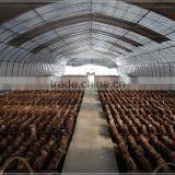 Low Cost Film Covering Mushroom Greenhouse thumbnail-1