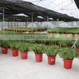 Superior Chinese Bonsai Nursery Co., Ltd. Foshan company overview - view 2 thumbnail