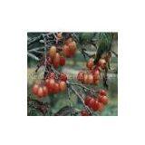 Asiatic Cornelian Cherry Fruit Extract/Cornus Officinalis thumbnail-1