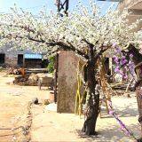 2.5 Meter Height Artificial Crooked Trunk Peach Fruit Tree thumbnail-2