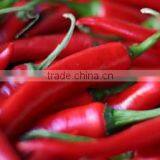 CHILLI thumbnail-1