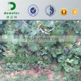 China Made Factory Price Kraft Fruit Growing Paper Bag thumbnail-2