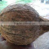 Semi Husked Coconut With Good Quality to Russian fedaration