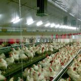 Complete Set Automatic Poultry Farm House Equipment for Chicken Breeding