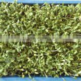 Automatic 100kg/day Barley Sprouting Machine thumbnail-5