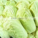 CHINESE FRESH GREEN CABBAGE FLAT TYPE LONG SHAPE thumbnail-2