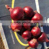 red onion Sale