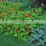 Tropaeolum majus (Nasturtium, Garden Nasturtium, Indian Cress)