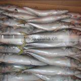 Hot sale frozen indian mackerel fish