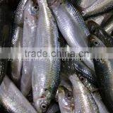 Fresh New Arrival Whole Round Frozen Sardine on Sale thumbnail-2