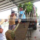 Spathodea Campanulata Red Flower Plants thumbnail-1