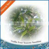 100% Natural Eucalyptus Oil-Globulus thumbnail-1