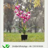 Modern Artificial Pink Orchid Arrangements thumbnail-1