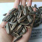 Black Sunflower Seed of Type 361 in Shell thumbnail-2