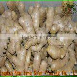 SHANDONG Fresh Ginger, Air Dry Ginger thumbnail-2