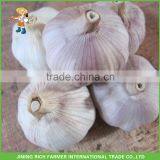 5.5CM Natural Fresh Red Garlic thumbnail-1