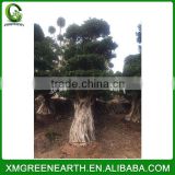 Ficus microcarpa multiroots 2.5m