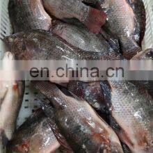 China Tilapia Fish Frozen Tilapia Fish Oreochromis Niloticus thumbnail-3