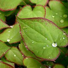 Epimedium Extract (10% Icariins) thumbnail-2