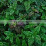 5ml Wild Mint Oil
