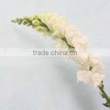 Reasonable Price Hot-sale High Germination Snapdragon Seeds thumbnail-3